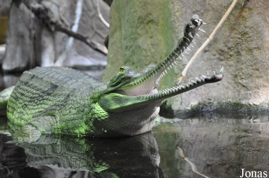 Zoo Praha