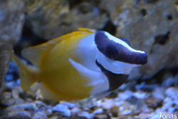 Siganidae