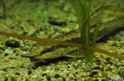 Sturisoma barbatum