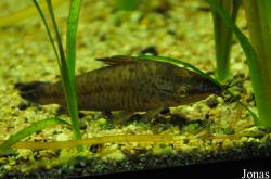 Callichthyinae