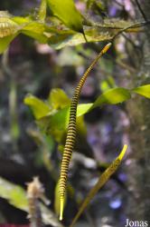 Dunckerocampus pessuliferus