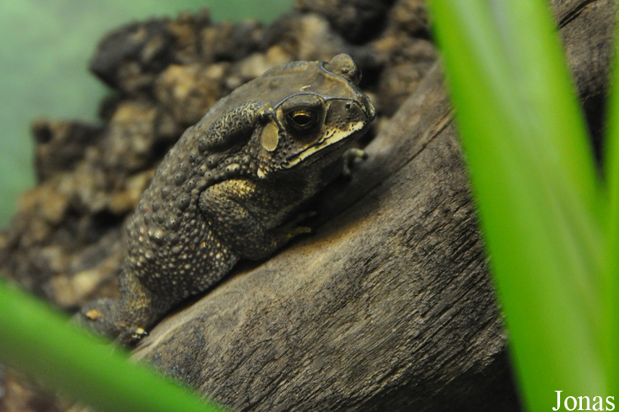 Naturkundemuseum Karlsruhe