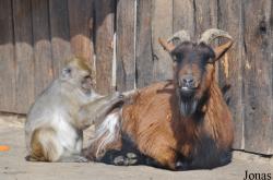Zoo Siky-Ranch