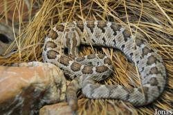 Crotalus enyo