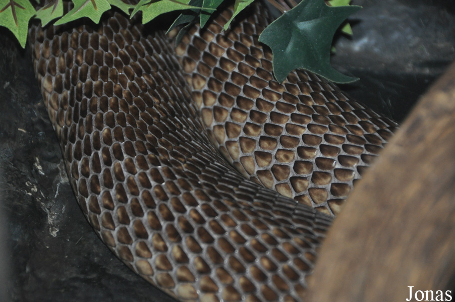 Parc Zoologique et Vivarium du Bois du Petit Château
