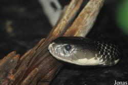 Naja sputatrix