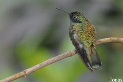 Colibri coruscans