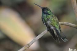 Papiliorama