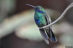 Papiliorama