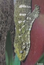Reptiles Farm/Reptiles du Monde
