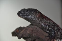 Reptiles Farm/Reptiles du Monde