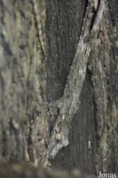 Reptiles Farm/Reptiles du Monde