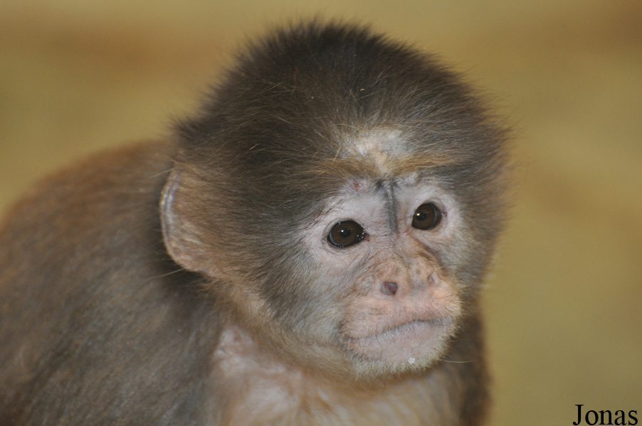 Zoo de Servion