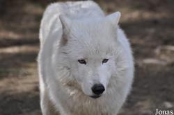 Zoo de Servion