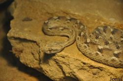 Vivarium de Lausanne