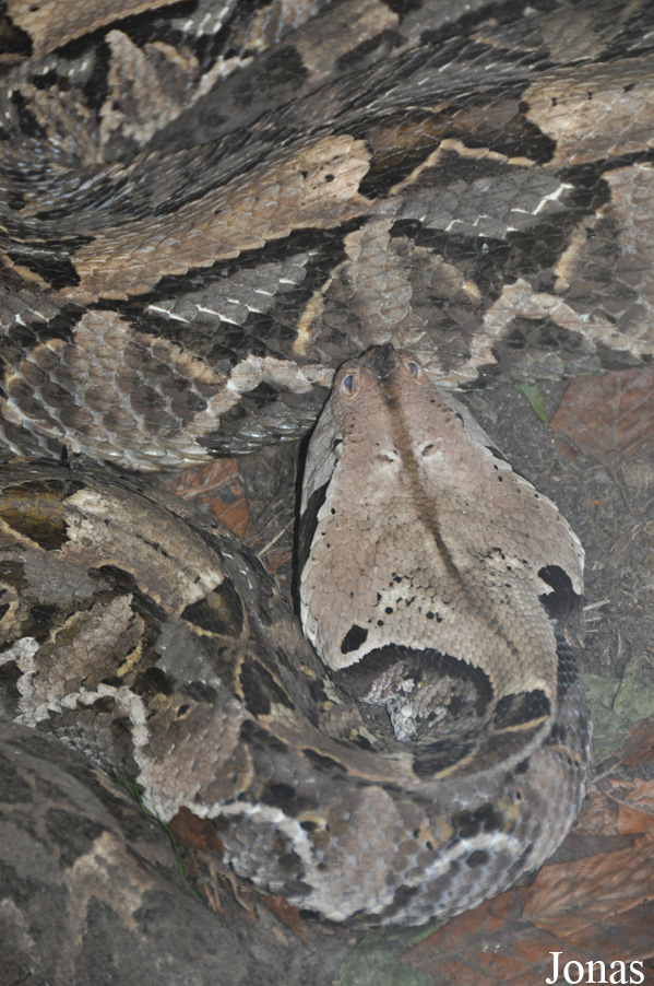 Vivarium de Lausanne