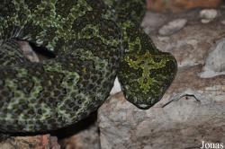 Vivarium de Lausanne