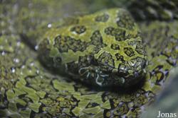 Protobothrops mangshanensis