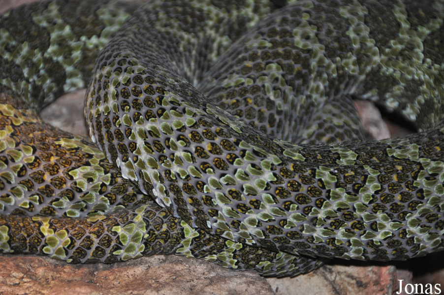 Vivarium de Lausanne
