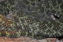 Vivarium de Lausanne