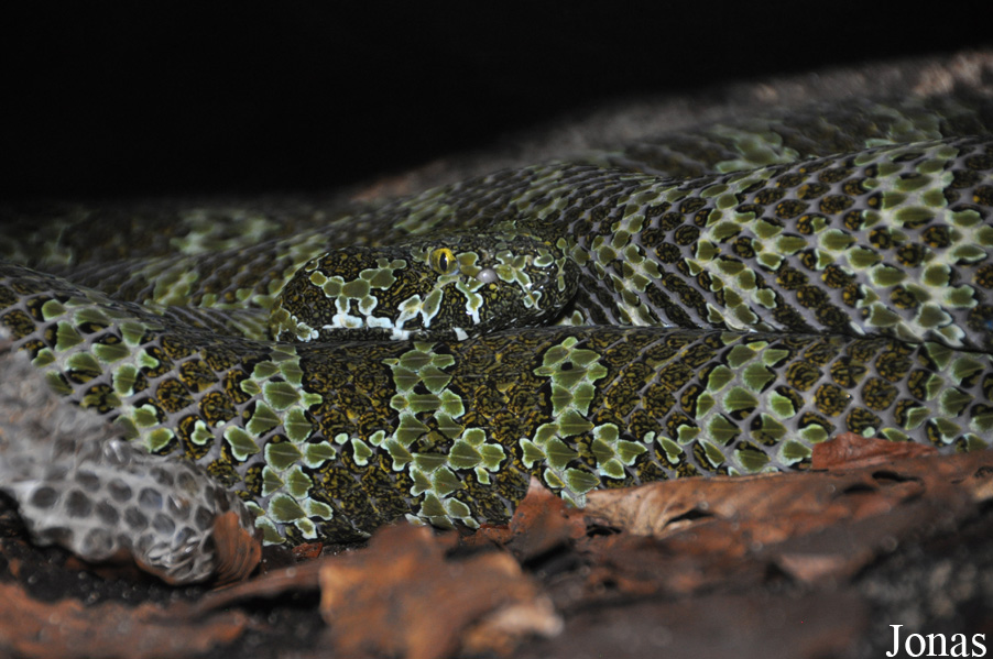 Vivarium de Lausanne