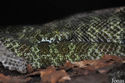 Vivarium de Lausanne