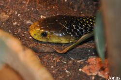 Vivarium de Lausanne