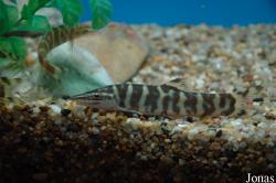 Sinibotia superciliaris