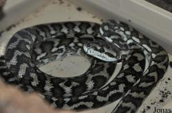 Vivarium de Meyrin