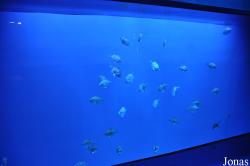 Acquario di Genova