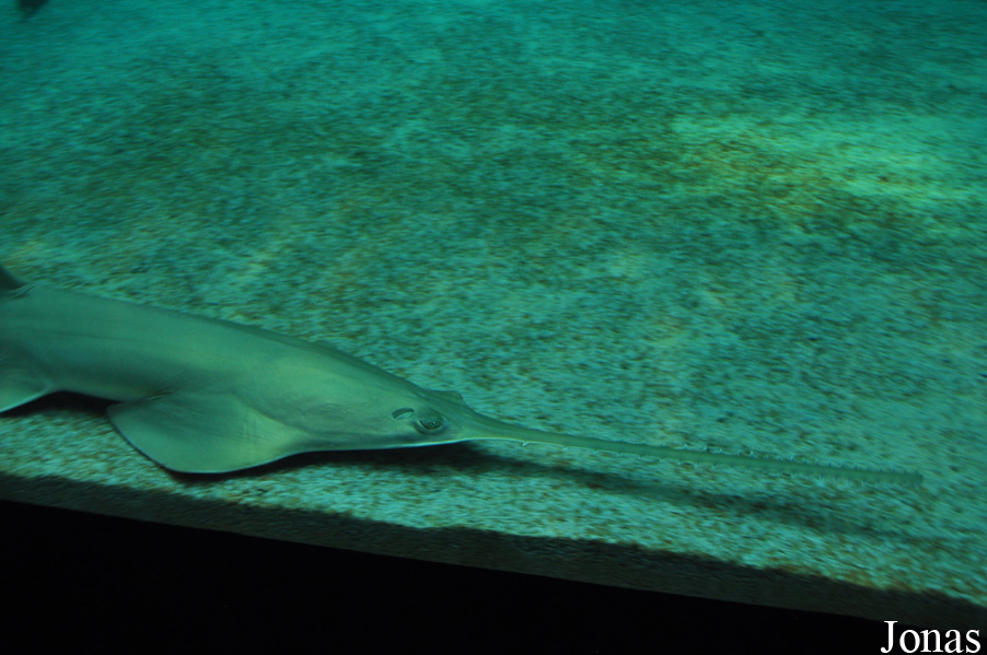 Acquario di Genova