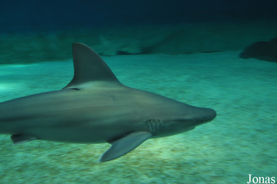 Acquario di Genova