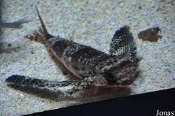 Acquario di Genova