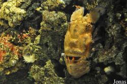 Acquario di Genova