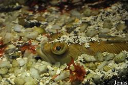Acquario di Genova