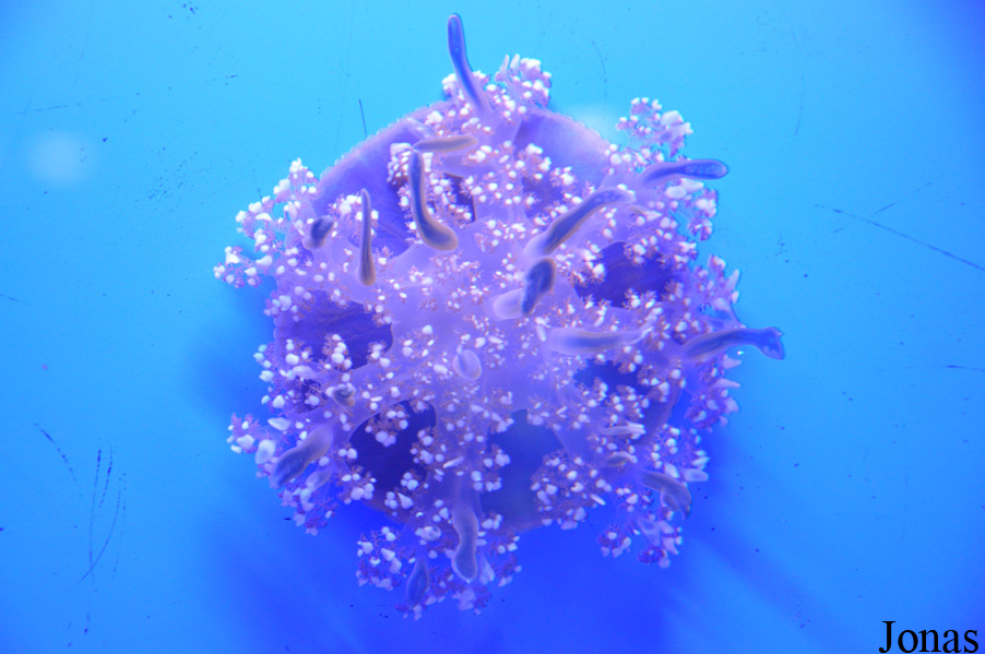 Acquario di Genova