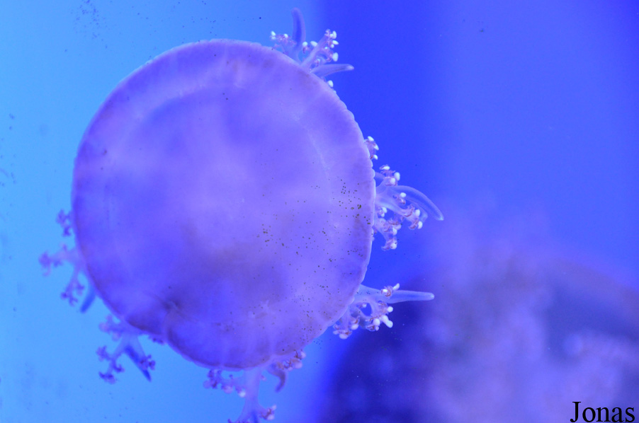 Acquario di Genova