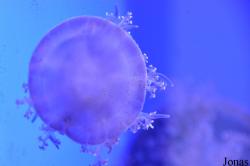 Acquario di Genova