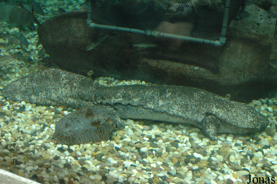 Shanghai Ocean Aquarium