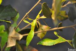 Phyllium jacobsoni