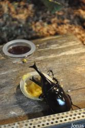 Xylotrupes gideon