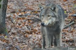 Parco Faunistico La Torbiera
