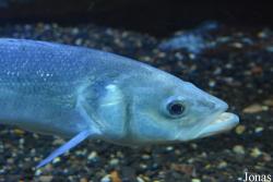 Moronidae