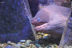 Gymnothorax unicolor