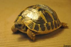 Le Village des Tortues