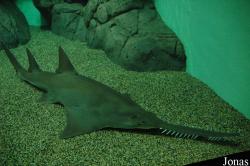 Shanghai Ocean Aquarium