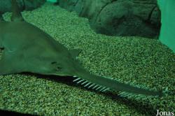 Shanghai Ocean Aquarium