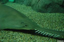 Shanghai Ocean Aquarium