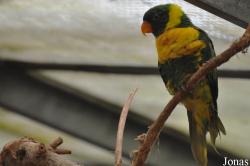 Trichoglossus capistratus