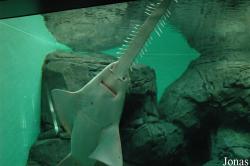 Shanghai Ocean Aquarium